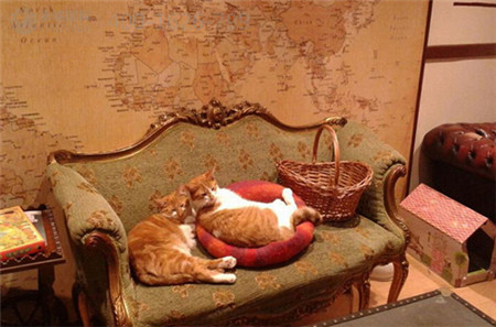 愜意生活 看歐洲最奇葩的咖啡館